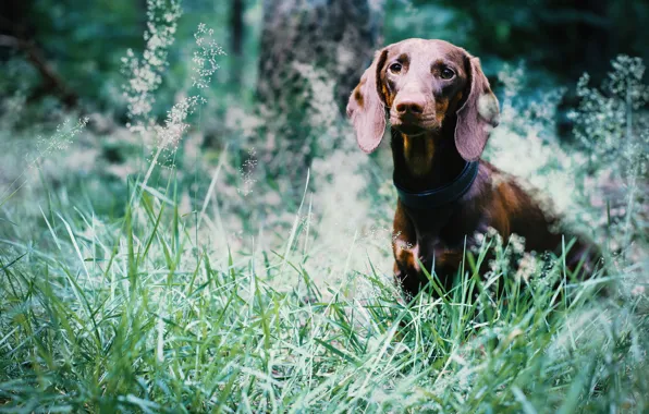 Picture summer, look, each, dog