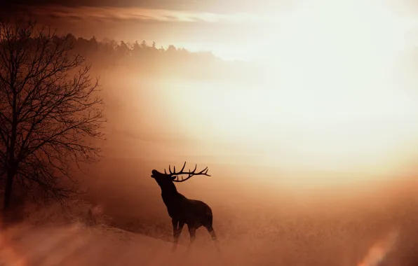 Picture nature, fog, sunrise, silhouette
