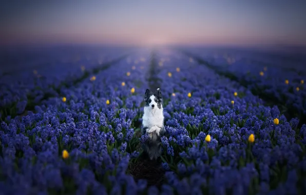 Picture each, dog, lavender