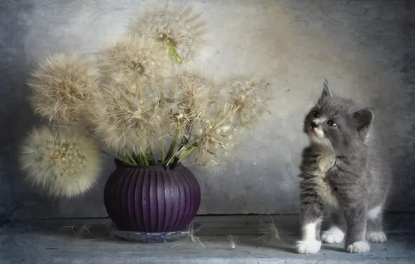Picture cat, flowers, kitty, bouquet, baby, vase, still life, dandelions
