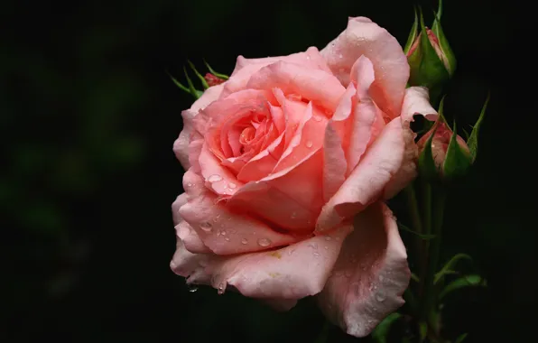 Picture flower, drops, the dark background, pink, rose, buds, one
