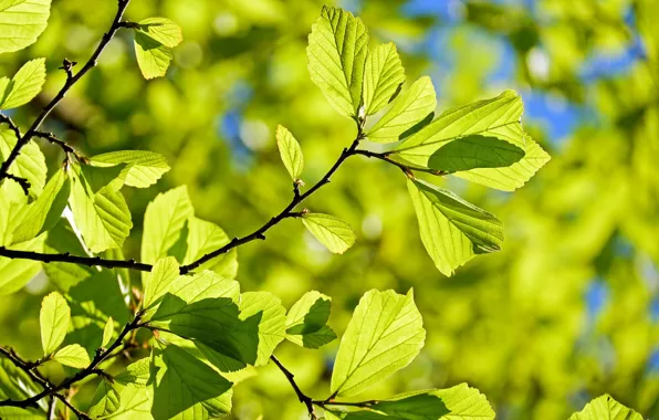 Picture leaves, Nature, the sun, twigs