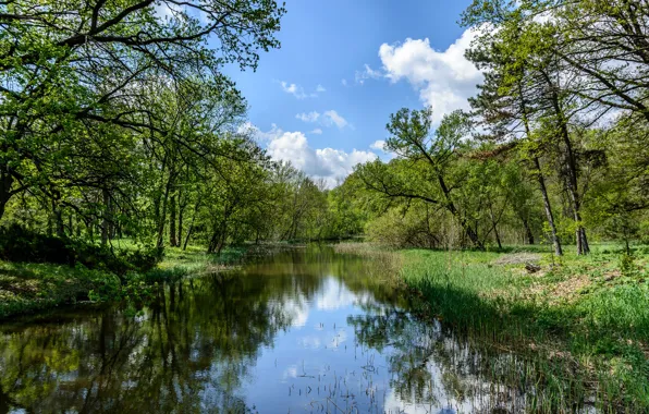 Picture greens, forest, summer, grass, water, the sun, trees, Ukraine