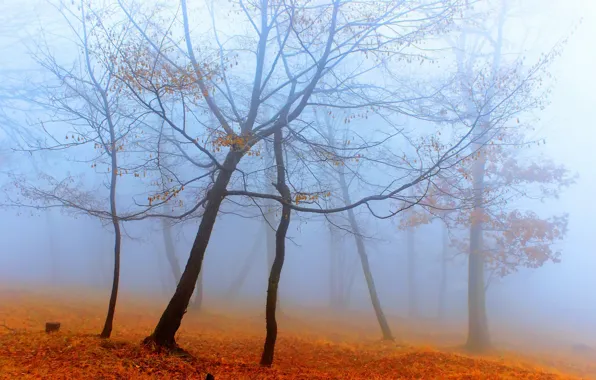 Picture autumn, forest, fog