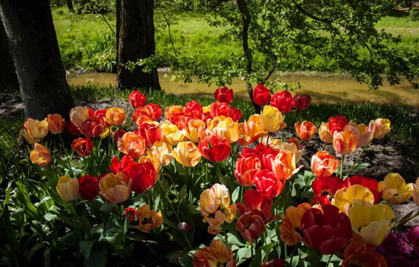 Picture light, trees, flowers, branches, Park, stream, glade, foliage, spring, yellow, garden, tulips, red, river, orange, …