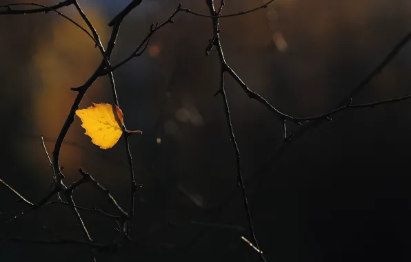 Picture autumn, macro, branches, sheet