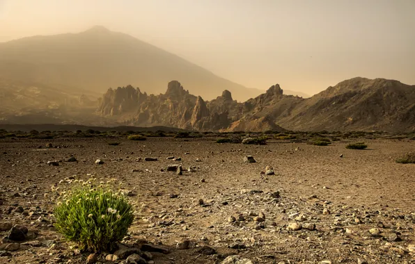 Picture grass, landscape, nature, desert