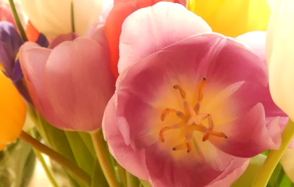 Picture flowers, spring, tulips