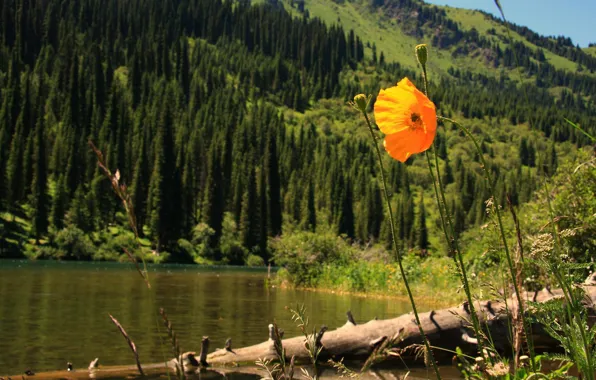 Picture Kazakhstan, Alma-ATA, Kolsay Lake