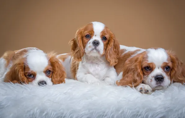 Picture dogs, background, puppies, fur, photoshoot, lie, faces, Trinity, the cavalier king Charles Spaniel, mils