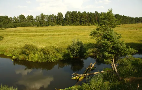 Picture forest, summer, trees, nature, background, Wallpaper, shore, ate, river, the river cava