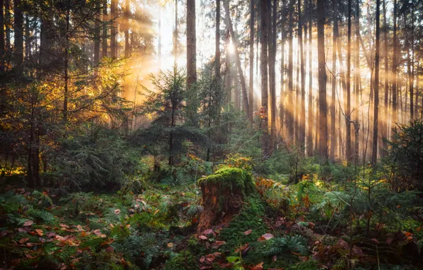 Picture autumn, forest, nature