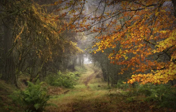 Picture autumn, forest, grass, branches, nature, fog, foliage, haze, needles, fern, path