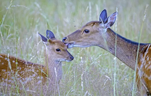 Picture family, nature, grass, deer-flower, Sika deer, Japanese deer