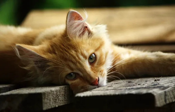 Picture eyes, look, face, Board, cat, red, green, lies, the platform