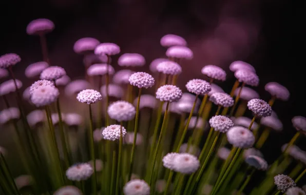 Picture macro, flowers, lilac, inflorescence