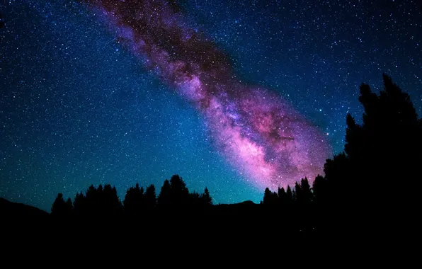 Picture the sky, stars, trees, night, the milky way