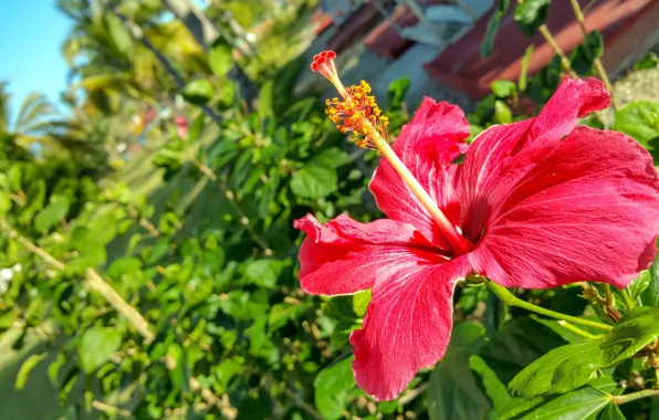 Picture flower, background, Sunny, hibiscus
