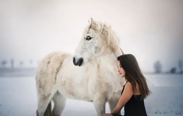 Picture horse, girl, background