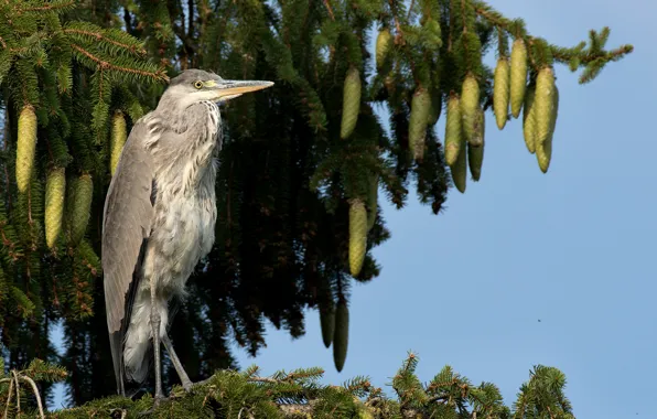 Picture tree, bumps, Heron