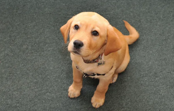 Picture look, dog, puppy