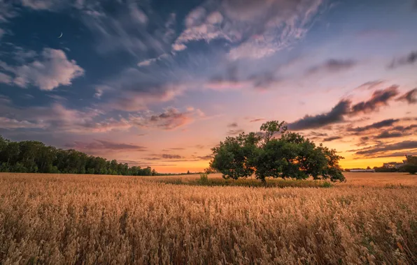 Picture field, the sky, sunset, tree, oats