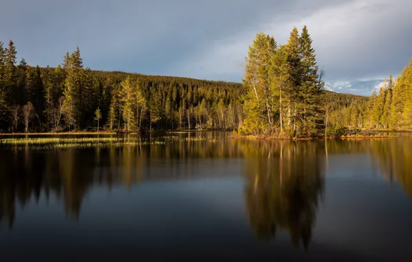 Picture forest, the sky, water, clouds, light, trees, lake, reflection