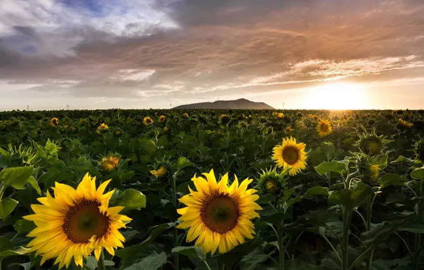 Picture light, sunflowers, morning