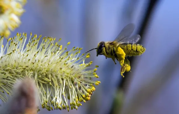 Picture flower, flight, bee