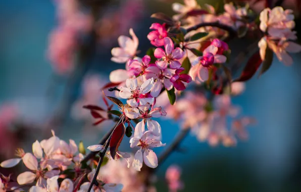 Picture macro, cherry, branch, spring, flowering, flowers, branch of cherry