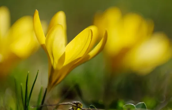 Picture flower, macro, yellow, blur, spring, Krokus, bokeh