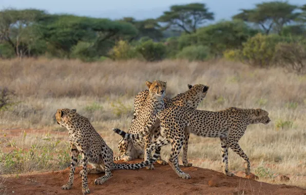 Picture pack, trees, sitting, glade, cheetahs, grass, Cheetah