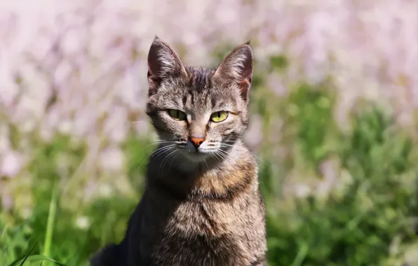 Picture cat, weed, kitty
