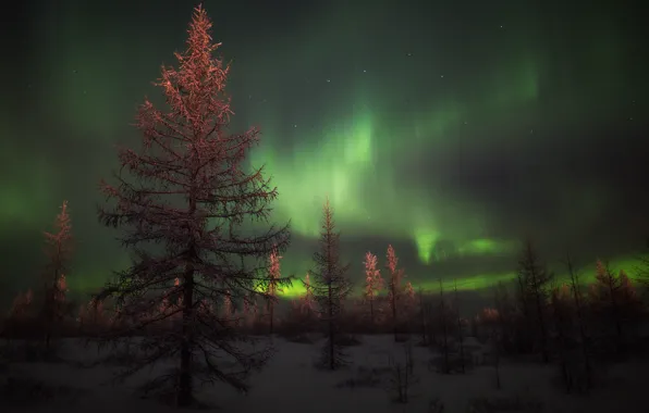 Picture forest, snow, tree, Winter, spruce, Northern lights
