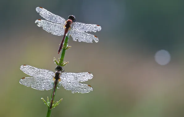 Picture drops, macro, lights, two, pair, wings, stem, dragonflies