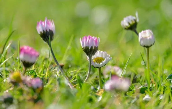 Picture grass, flowers, spring, meadow, grass, flowers, spring, sunlight, daisy, Daisy, Bellis