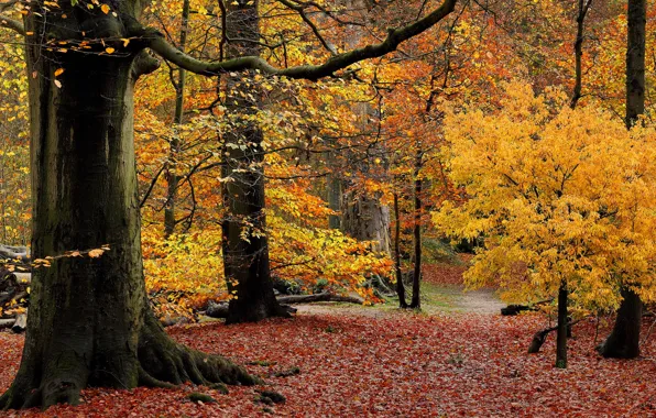 Picture autumn, forest, leaves, trees, Park, the crimson