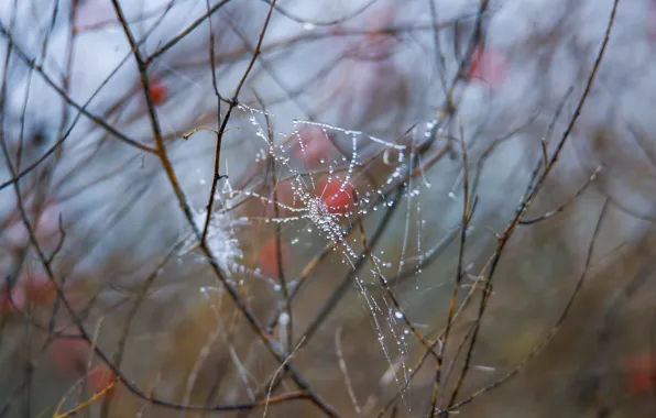 Picture Rosa, Bush, web, morning