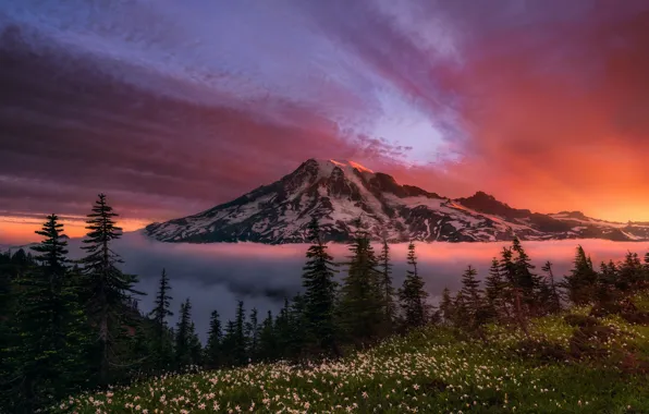 Picture forest, the sky, flowers, mountain, morning, Washington, USA, state