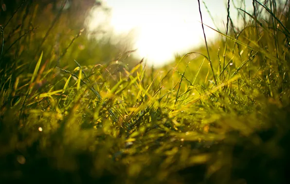 Picture greens, field, grass, macro, freshness, weed, path, stems, travicka, stem