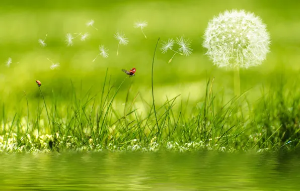 Picture macro, photo, dandelion, ladybug
