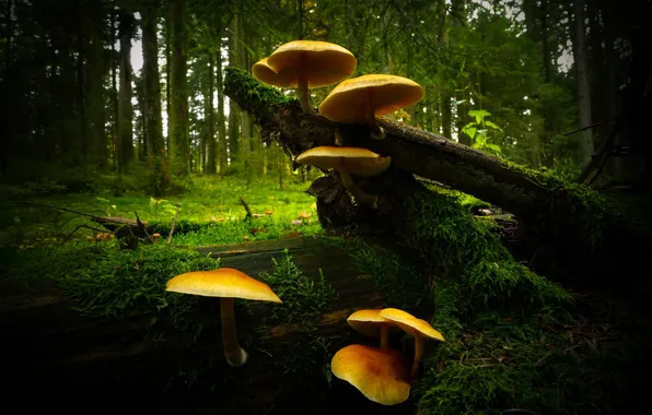 Picture forest, the dark background, mushrooms, family