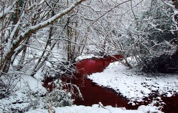 Picture Forest, river, blood, snow, winter, trees