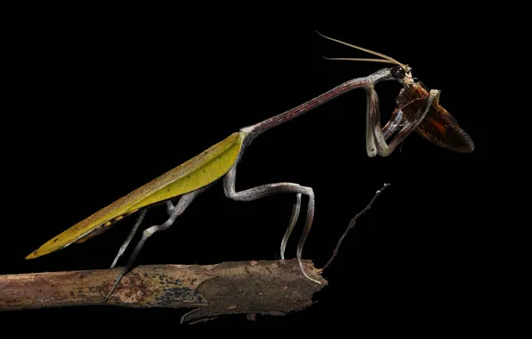 Picture macro, mantis, black background
