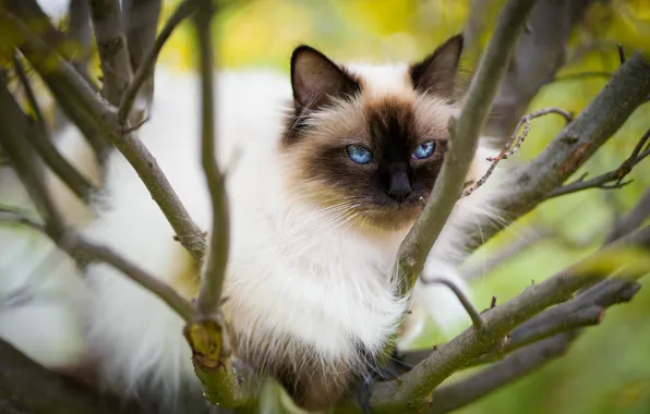 Picture cat, cat, look, branches, nature, background, tree, portrait, blue eyes, face, bokeh, marks, ragdoll
