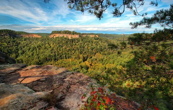Picture forest, mountains, branches, panorama, gorge, Kentucky, Slade, Chimney Top Rock, Red River Gorge, Daniel Boone …