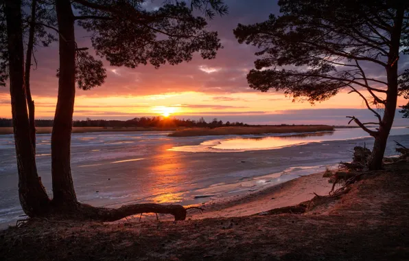 Picture sunset, shore, pine, pond