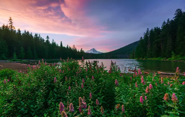 Picture landscape, sunset, mountains, nature, lake, Oregon, USA, grass, forest