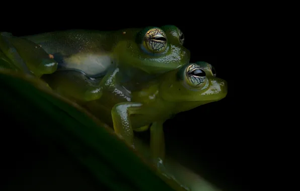 Picture two, green, pair, frogs, black background, Duo