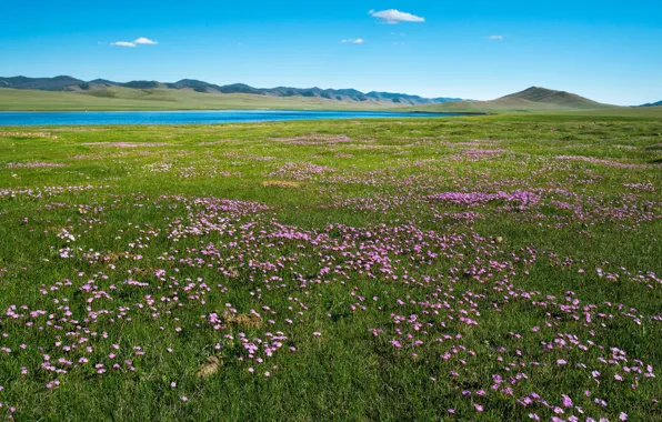 Picture field, summer, grass, flowers, mountains, river, blue, hills, shore, glade, spring, meadow, space, pink, pond, …